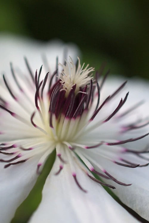 The Countess Of Wessex Clematis - 1 Gallon Pot 8 The Countess Of Wessex Clematis - 1 Gallon Pot - Image 6
