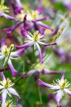 Rubromarginata Fragrant Clematis - 1 Gallon Pot -Plant Serie Store clematis triternata rubromarginata 1