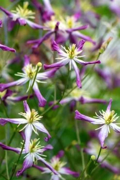 Rubromarginata Fragrant Clematis - 1 Gallon Pot -Plant Serie Store clematis triternata rubromarginata 2