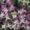 Rubromarginata Fragrant Clematis - 1 Gallon Pot -Plant Serie Store clematis triternata rubromarginata 4