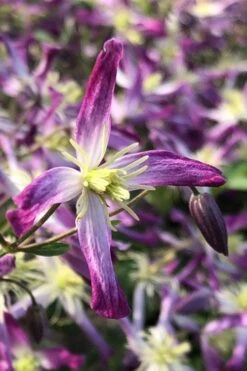 Rubromarginata Fragrant Clematis - 1 Gallon Pot -Plant Serie Store clematis triternata rubromarginata 5