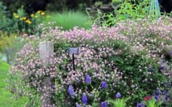 Rubromarginata Fragrant Clematis - 1 Gallon Pot -Plant Serie Store clematis triternata rubromarginata 6