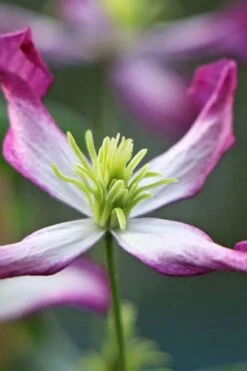 Rubromarginata Fragrant Clematis - 1 Gallon Pot -Plant Serie Store clematis triternata rubromarginata 7