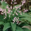 Pink Lily Of The Valley (Convallaria Majalis 'Rosea') - 1 Gallon Pot -Plant Serie Store convallaria majalis rosea pink lily of the valley 2