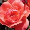 Coral Knock Out Rose - 3 Gallon Pot -Plant Serie Store coral knock out rose 100