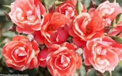 Coral Knock Out Rose - 3 Gallon Pot -Plant Serie Store coral knock out rose 101