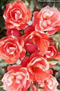 Coral Knock Out Rose - 3 Gallon Pot -Plant Serie Store coral knock out rose 102