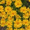 Jethro Tull Coreopsis - 1 Gallon Pot -Plant Serie Store coreopsis jethro tull 21