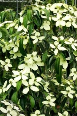 Bernice Evergreen Dogwood Tree (Cornus Angustata) - 2 Gallon Pot -Plant Serie Store cornus angusta bernice eveergreen dogwood tree 1