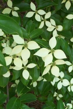 Bernice Evergreen Dogwood Tree (Cornus Angustata) - 2 Gallon Pot -Plant Serie Store cornus angustata bernice evergreen dogwood tree 2