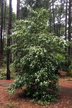 Bernice Evergreen Dogwood Tree (Cornus Angustata) - 2 Gallon Pot -Plant Serie Store cornus angustata bernice evergreen dogwood tree 4
