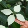 Bernice Evergreen Dogwood Tree (Cornus Angustata) - 2 Gallon Pot -Plant Serie Store cornus angustata bernice evergreen dogwood tree 8