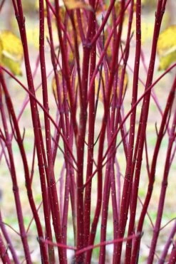 Red Osier Red Twig Dogwood (Cornus Sericea) - 1 Gallon Pot -Plant Serie Store cornus sericera red osier dogwood 1 1