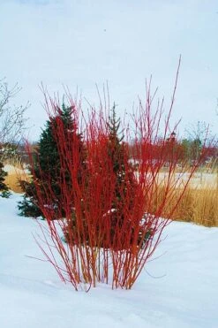 Red Osier Red Twig Dogwood (Cornus Sericea) - 2 Gallon Pot -Plant Serie Store cornus sericera red osier dogwood 4