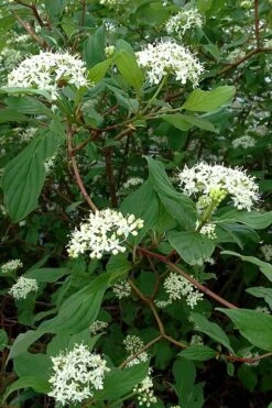 Red Osier Red Twig Dogwood (Cornus Sericea) - 2 Gallon Pot -Plant Serie Store cornus sericera red osier dogwood 5