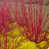 Red Osier Red Twig Dogwood (Cornus Sericea) - 2 Gallon Pot -Plant Serie Store cornus sericera red osier dogwood 6