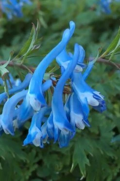 Hillier Porcelain Blue Corydalis - 1 Gallon Pot 11 Hillier Porcelain Blue Corydalis - 1 Gallon Pot -Plant Serie Store corydalis flexuosa porcelian blue 3