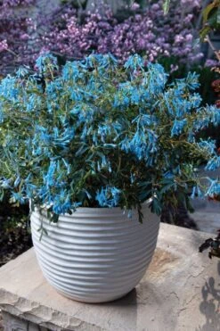 Hillier Porcelain Blue Corydalis - 1 Gallon Pot 10 Hillier Porcelain Blue Corydalis - 1 Gallon Pot -Plant Serie Store corydalis flexuosa porcelian blue 5