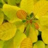 Winecraft Gold Smokebush - 3 Gallon Pot -Plant Serie Store cotinus coggygria winecraft gold smokebush 1