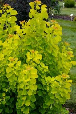 Winecraft Gold Smokebush - 3 Gallon Pot -Plant Serie Store cotinus coggygria winecraft gold smokebush 4