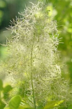 Winecraft Gold Smokebush - 3 Gallon Pot -Plant Serie Store cotinus coggygria winecraft gold smokebush 7