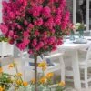 Berry Dazzle Dwarf Crape Myrtle (Single-Trunk Topiary) - 7 Gallon Pot -Plant Serie Store crape myrtle berry dazzle tree form topiary standard 1
