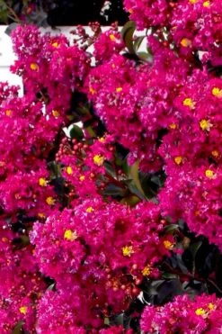 Berry Dazzle Dwarf Crape Myrtle (Single-Trunk Topiary) - 7 Gallon Pot -Plant Serie Store crape myrtle berry dazzle tree form topiary standard 2