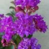 Catawba Purple Crape Myrtle - 6 Pack Of 1 Gallon Pots -Plant Serie Store crape myrtle catawba 7