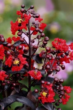 Center Stage Red Black Leaf Crape Myrtle - 3 Gallon Pot 12 Center Stage Red Black Leaf Crape Myrtle - 3 Gallon Pot -Plant Serie Store crape myrtle center stage red 1