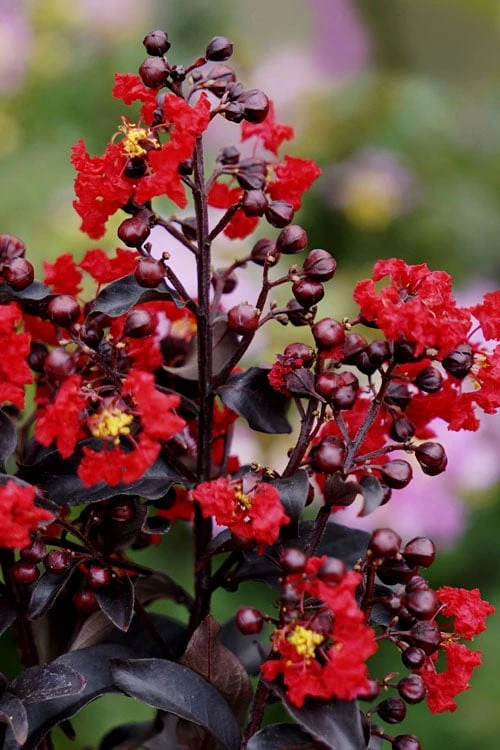 Center Stage Red Black Leaf Crape Myrtle - 3 Gallon Pot 7 Center Stage Red Black Leaf Crape Myrtle - 3 Gallon Pot - Image 5