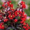 Center Stage Red Black Leaf Crape Myrtle - 3 Gallon Pot -Plant Serie Store crape myrtle center stage red 3