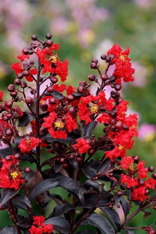Center Stage Red Black Leaf Crape Myrtle - 3 Gallon Pot 3 Center Stage Red Black Leaf Crape Myrtle - 3 Gallon Pot