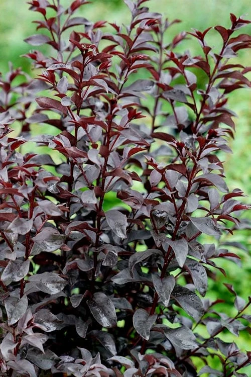 Center Stage Red Black Leaf Crape Myrtle - 3 Gallon Pot 8 Center Stage Red Black Leaf Crape Myrtle - 3 Gallon Pot - Image 6
