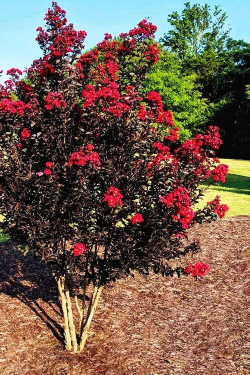 Center Stage Red Black Leaf Crape Myrtle - 3 Gallon Pot 6 Center Stage Red Black Leaf Crape Myrtle - 3 Gallon Pot - Image 4