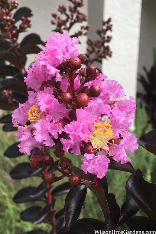 Delta Jazz Crape Myrtle - 3 Gallon Pot 3 Delta Jazz Crape Myrtle - 3 Gallon Pot