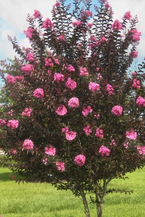 Delta Jazz Crape Myrtle - 3 Gallon Pot 6 Delta Jazz Crape Myrtle - 3 Gallon Pot - Image 4
