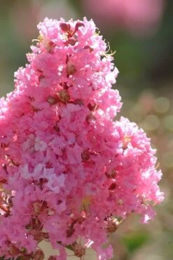 Sioux Pink Crape Myrtle Tree (Single Trunk) - 5 Gallon Pot -Plant Serie Store crape myrtle sioux pink 52