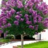 Twilight Purple Crape Myrtle (Single Trunk Tree) - 3 Gallon Pot -Plant Serie Store crape myrtle twilight purple single trunk 1