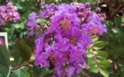 Early Bird Purple Crape Myrtle - 2 Gallon Pot -Plant Serie Store crapemyrtleearlybirdpurple