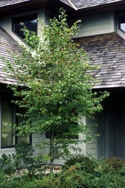 Washington Hawthorn (Crataegus Phaenopyrum) - 3 Pack Of 1.5 Quart Pots -Plant Serie Store crataegus phaenopyrum washington hawthorne 1