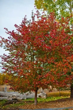 Washington Hawthorn (Crataegus Phaenopyrum) - 3 Pack Of 1.5 Quart Pots -Plant Serie Store crataegus phaenopyrum washington hawthorne 3