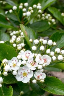 Washington Hawthorn (Crataegus Phaenopyrum) - 3 Pack Of 1.5 Quart Pots -Plant Serie Store crataegus phaenopyrum washington hawthorne 5