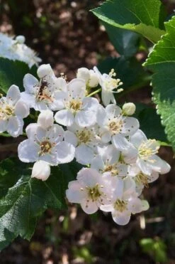 Washington Hawthorn (Crataegus Phaenopyrum) - 3 Pack Of 1.5 Quart Pots -Plant Serie Store crataegus phaenopyrum washington hawthorne 6