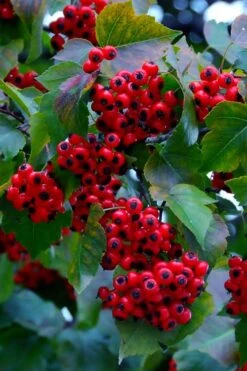 Washington Hawthorn (Crataegus Phaenopyrum) - 3 Pack Of 1.5 Quart Pots -Plant Serie Store crataegus phaenopyrum washington hawthorne 7