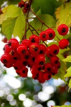 Washington Hawthorn (Crataegus Phaenopyrum) - 3 Pack Of 1.5 Quart Pots -Plant Serie Store crataegus phaenopyrum washington hawthorne 8