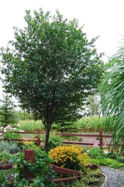 Washington Hawthorn (Crataegus Phaenopyrum) - 3 Pack Of 1.5 Quart Pots -Plant Serie Store crataegus phaenopyrum washington hawthorne 9