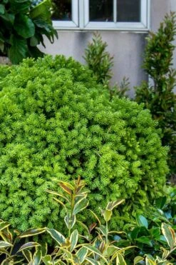 Dragon Prince Cryptomeria - 1 Gallon Pot -Plant Serie Store cryptomeria dragon prince dwarf japanese cedar 1