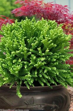 Dragon Prince Cryptomeria - 1 Gallon Pot -Plant Serie Store cryptomeria dragon prince dwarf japanese cedar 4