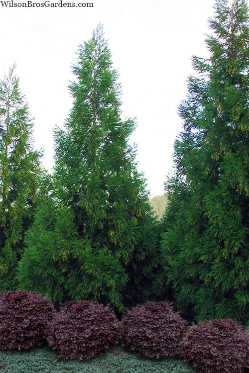 Radicans Cryptomeria (Japanese Cedar) - 7 Gallon Pot (4-5') 3 Radicans Cryptomeria (Japanese Cedar) - 7 Gallon Pot (4-5')