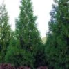 Radicans Cryptomeria (Japanese Cedar) - 7 Gallon Pot (3-4') -Plant Serie Store cryptomeria japonica radicans 10